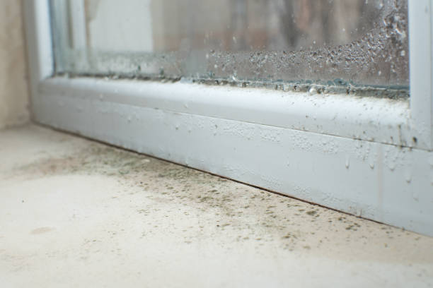 Environmental Consulting for Mold Prevention in Canyon, TX